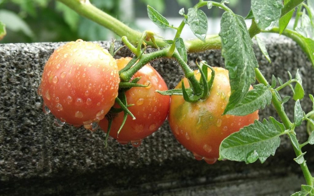 Cultivar seus próprios tomates, Foto: Canva Pro.