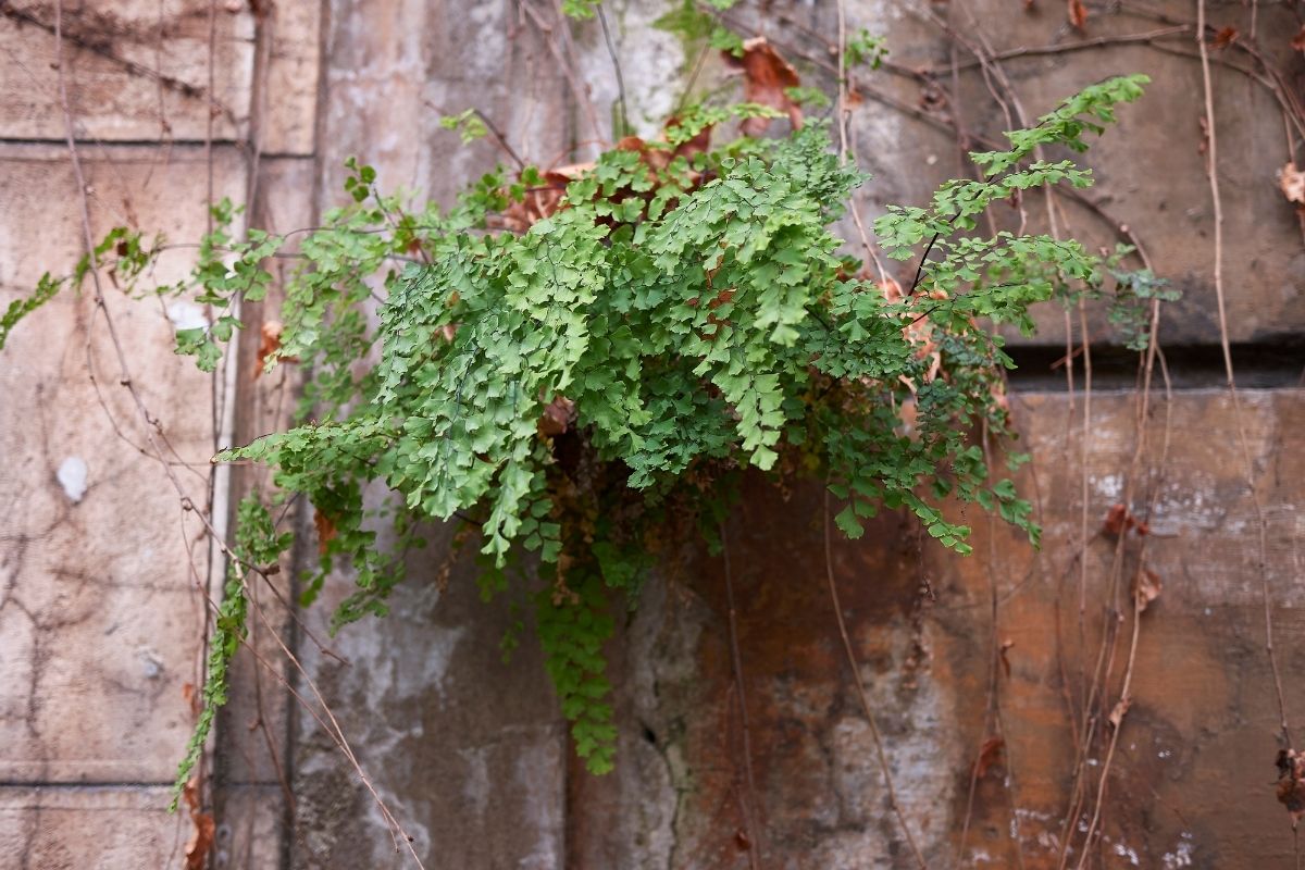 4 folhagens lindas perfeitas para a sua varanda