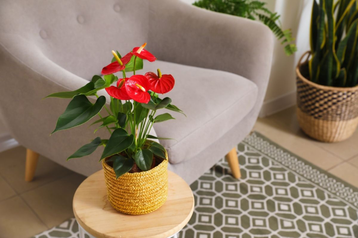 5 plantas que combinam com a sala Reprodução Canva Pró