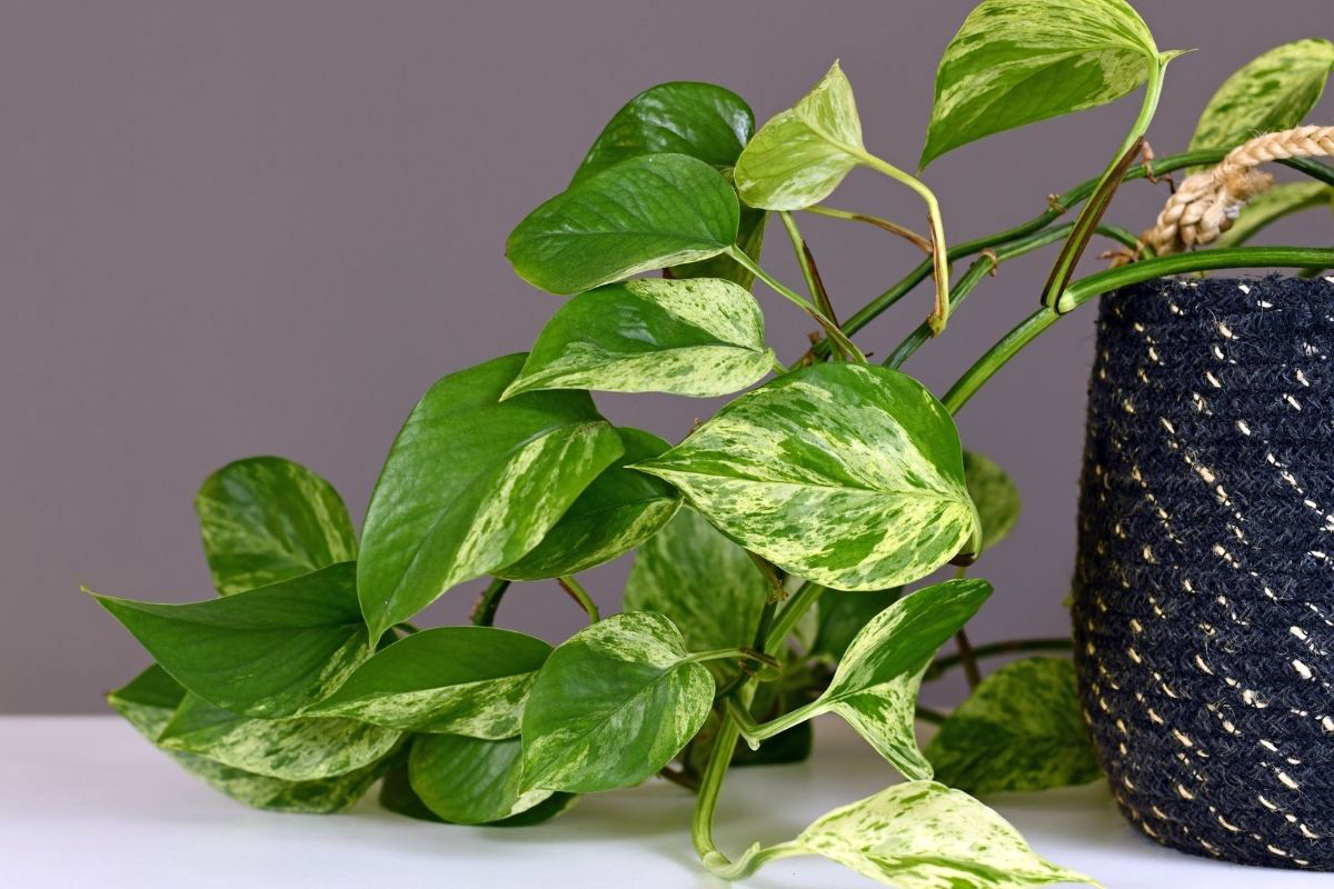 4 folhagens lindas perfeitas para a sua varanda