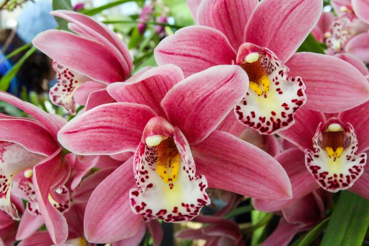 adubo orgânico para orquídeas