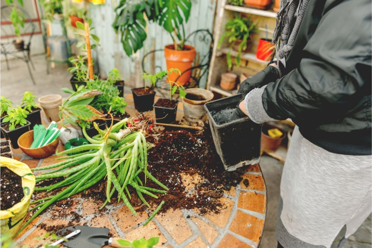Babosa no vaso Veja como fazer mudas perfeitas - Reprodução Canva Pró Babosa no vaso Veja como fazer mudas perfeitas - Reprodução Canva Pró