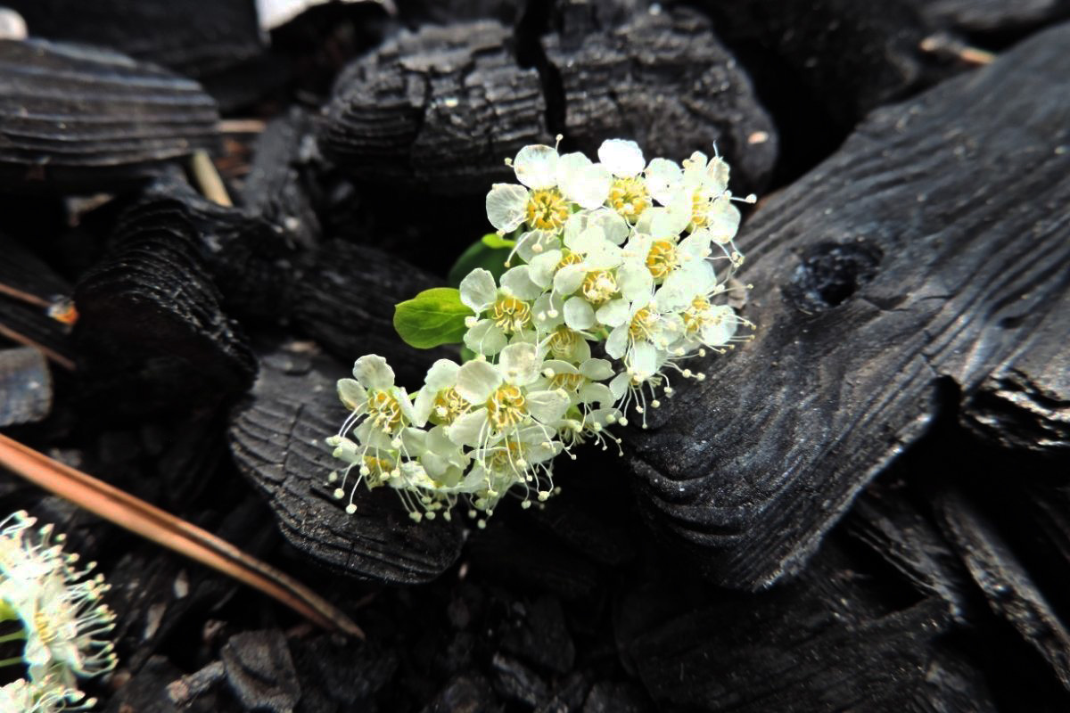 Carvão é um grande aliado para as plantas