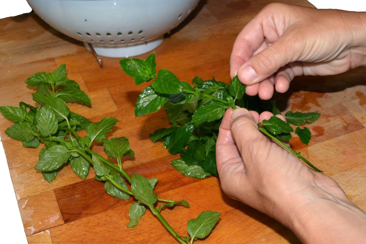 Como conservar hortelã na geladeira