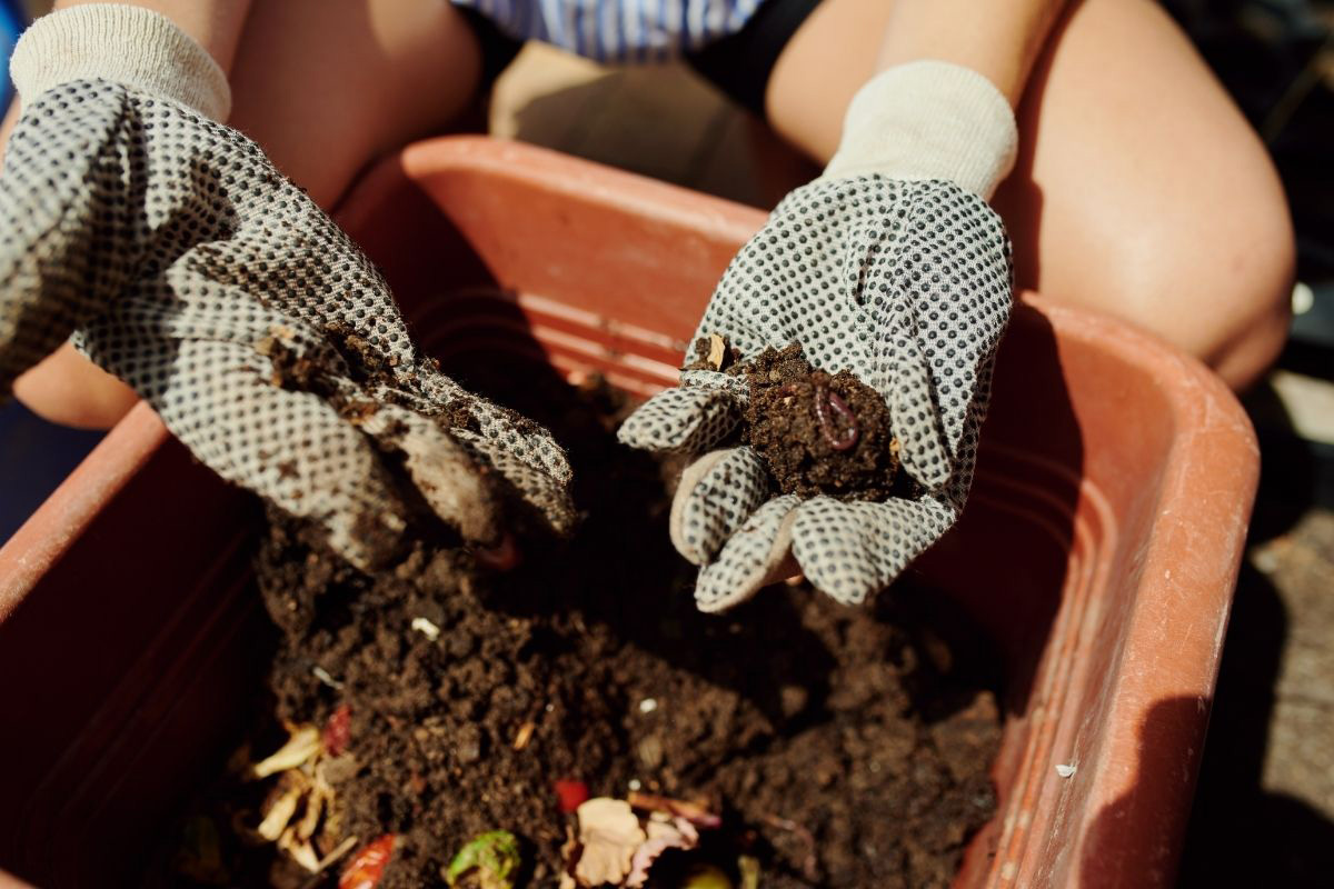 Como cuidar de mini-rosas e nunca mais deixe-as morrer - Reprodução Canva Pró