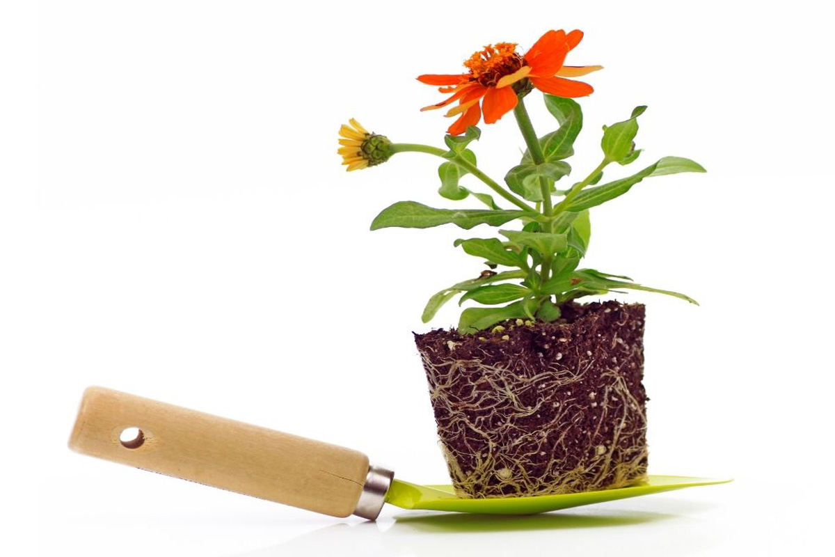 Como cultivar Zínia - Reprodução Canva Pró