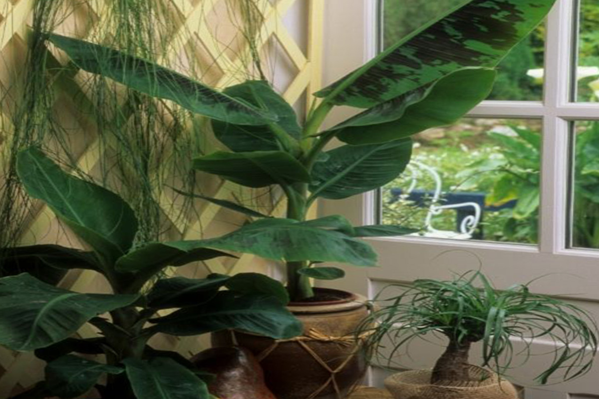 Como cultivar bananeira no vaso Reprodução Canva Pró