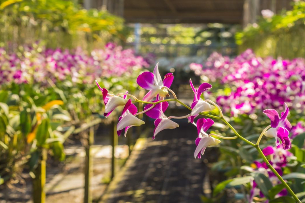 Como enraizar orquídeas rapidamente