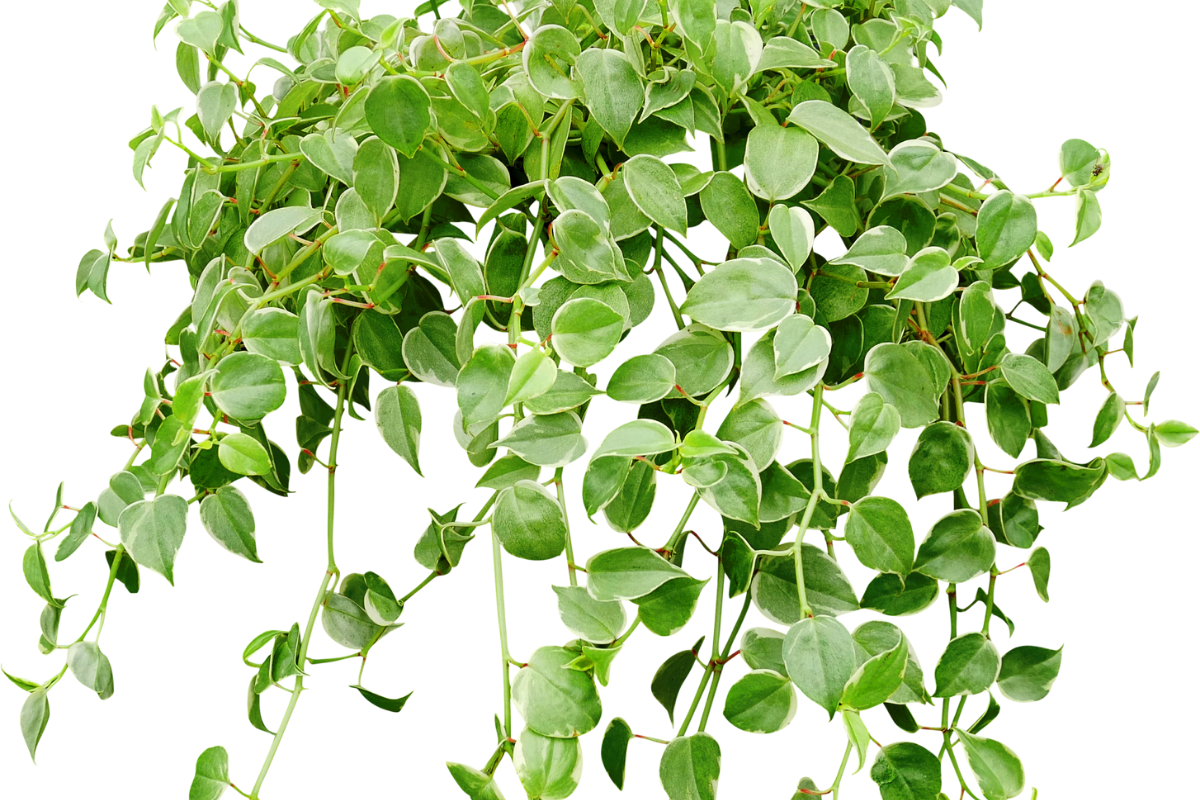 Como escolher trepadeiras Reprodução Canva Pró