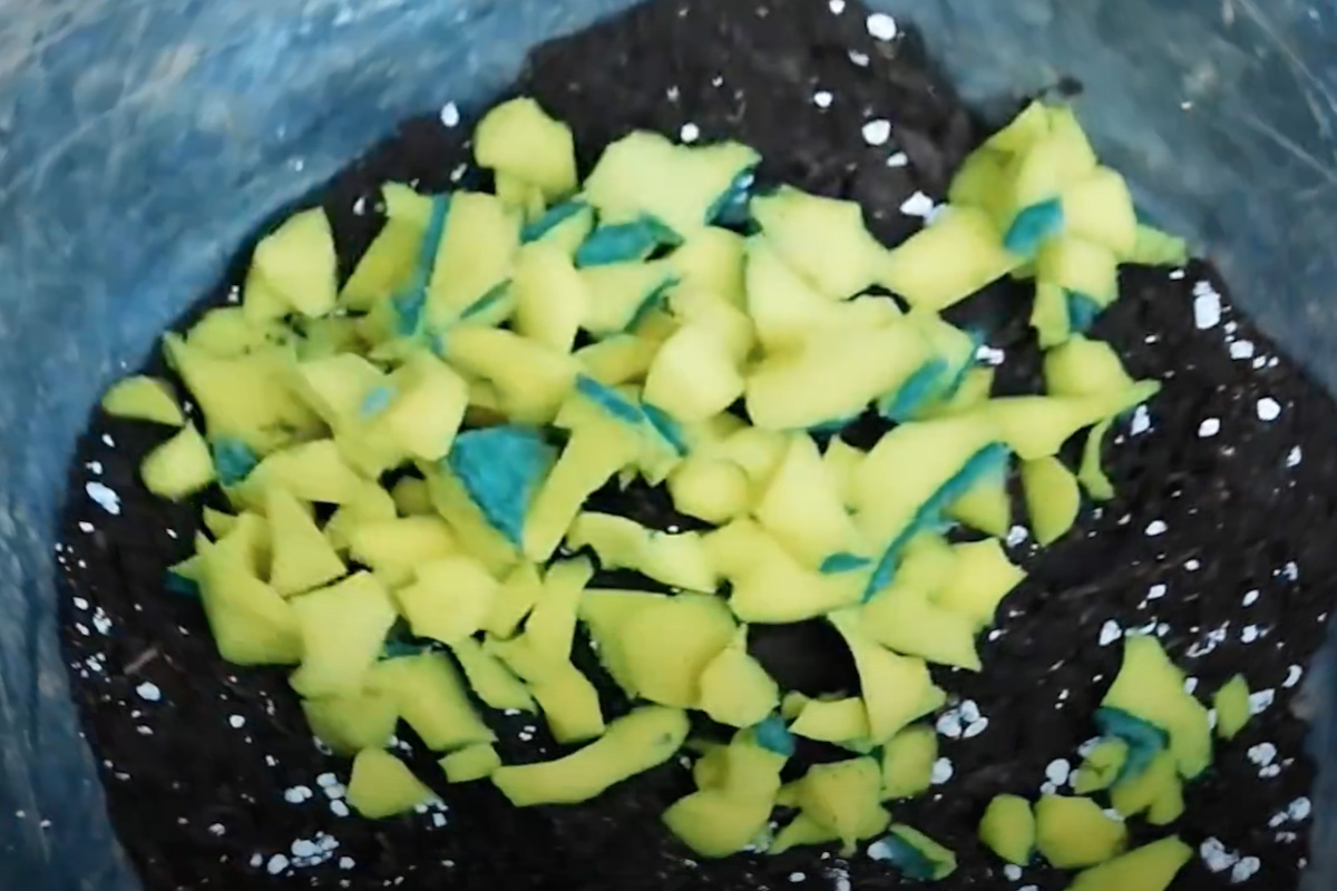 Esponjas velhas no jardim