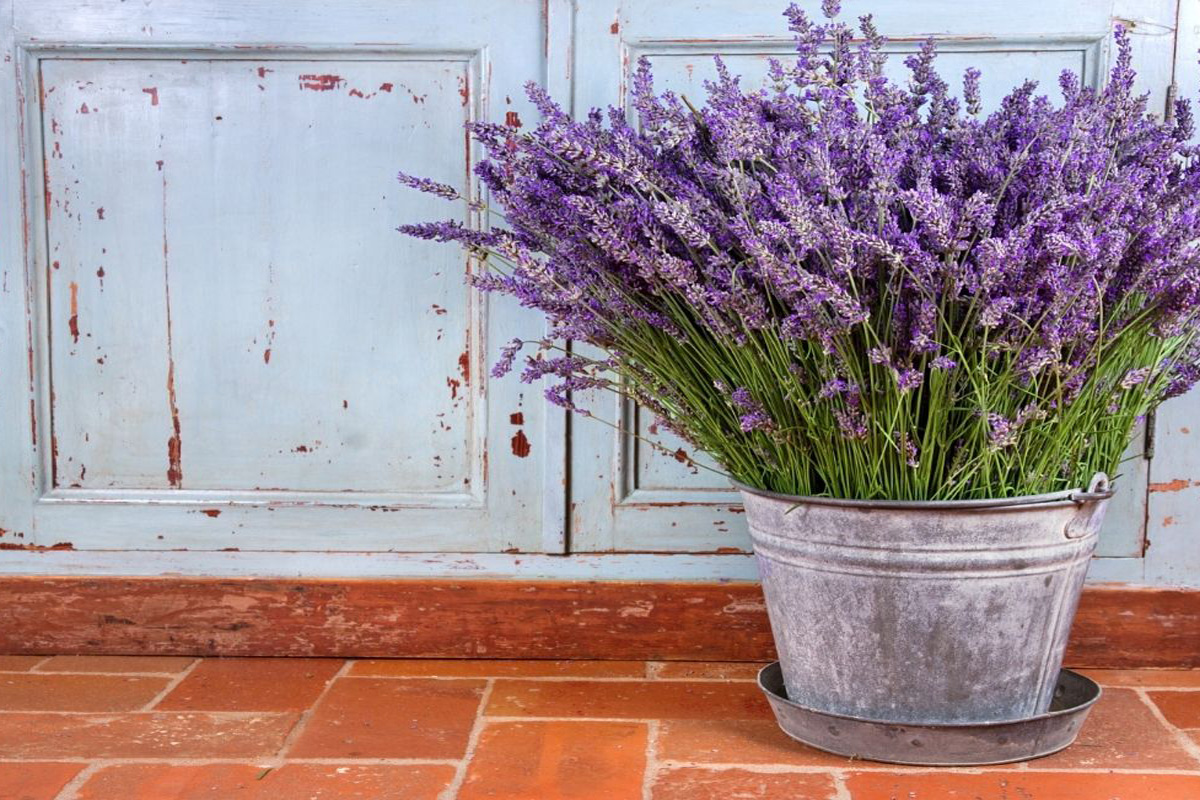 Conheça 3 plantas repelentes que espantam insetos - Reprodução Canva Pró