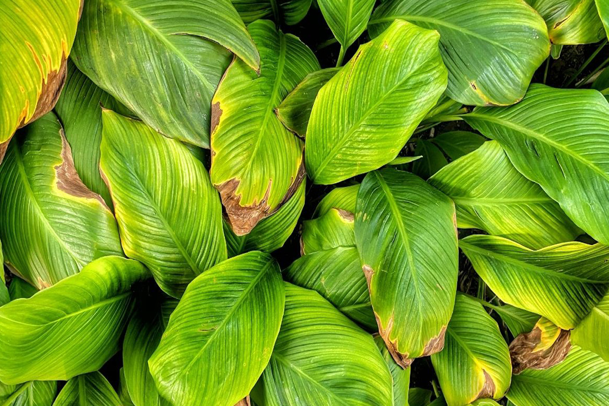 Descubra 5 sinais que sua planta tem muita água - Reprodução Canva Pró