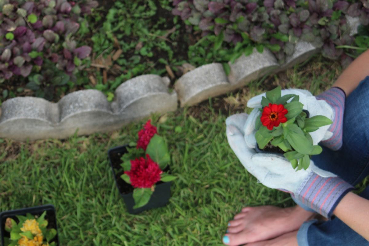 Descubra como cultivar Zínia - Reprodução Canva Pró