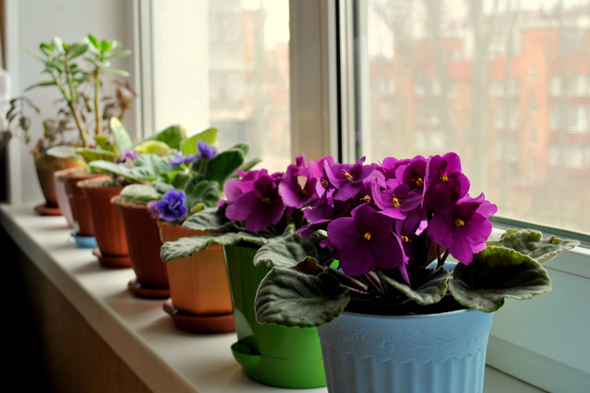 Como cultivar violetas dentro de casa Reprodução Canva Pró