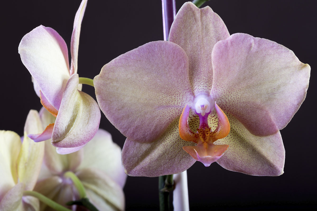 Dicas de como cultivar orquídeas - Reprodução Freepik