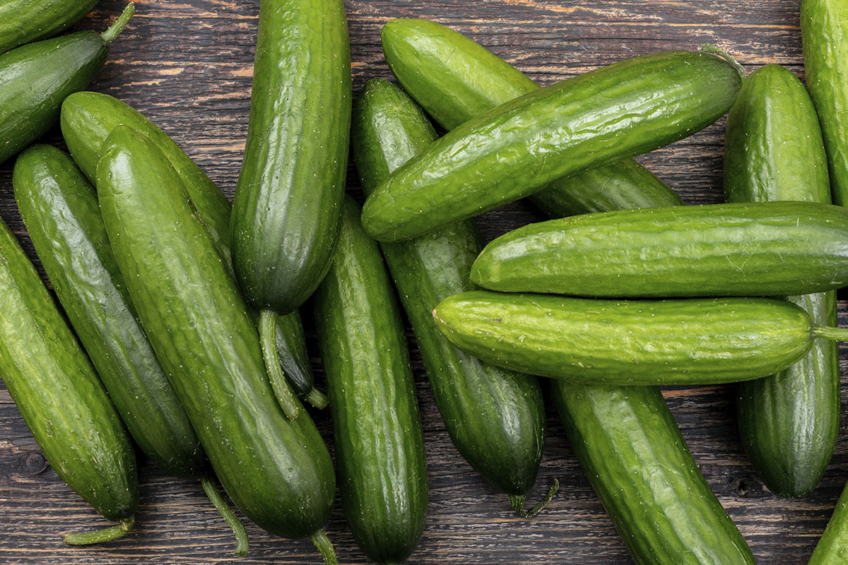 Dicas de como cultivar pepino - Reprodução Freepik