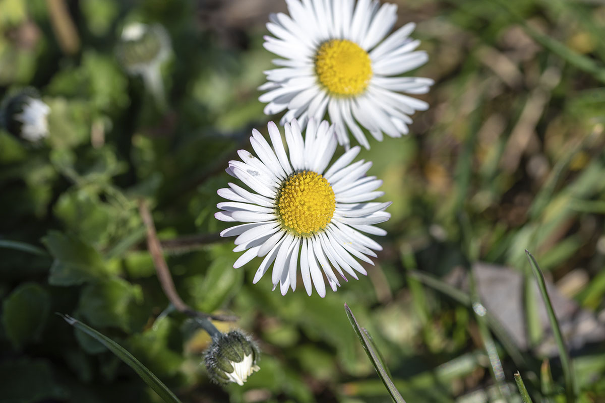 Dicas de plantam que adoram muito sol e calor - Reprodução Freepik