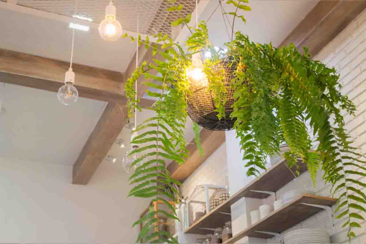 Plantas para interior de casa ou apartamento