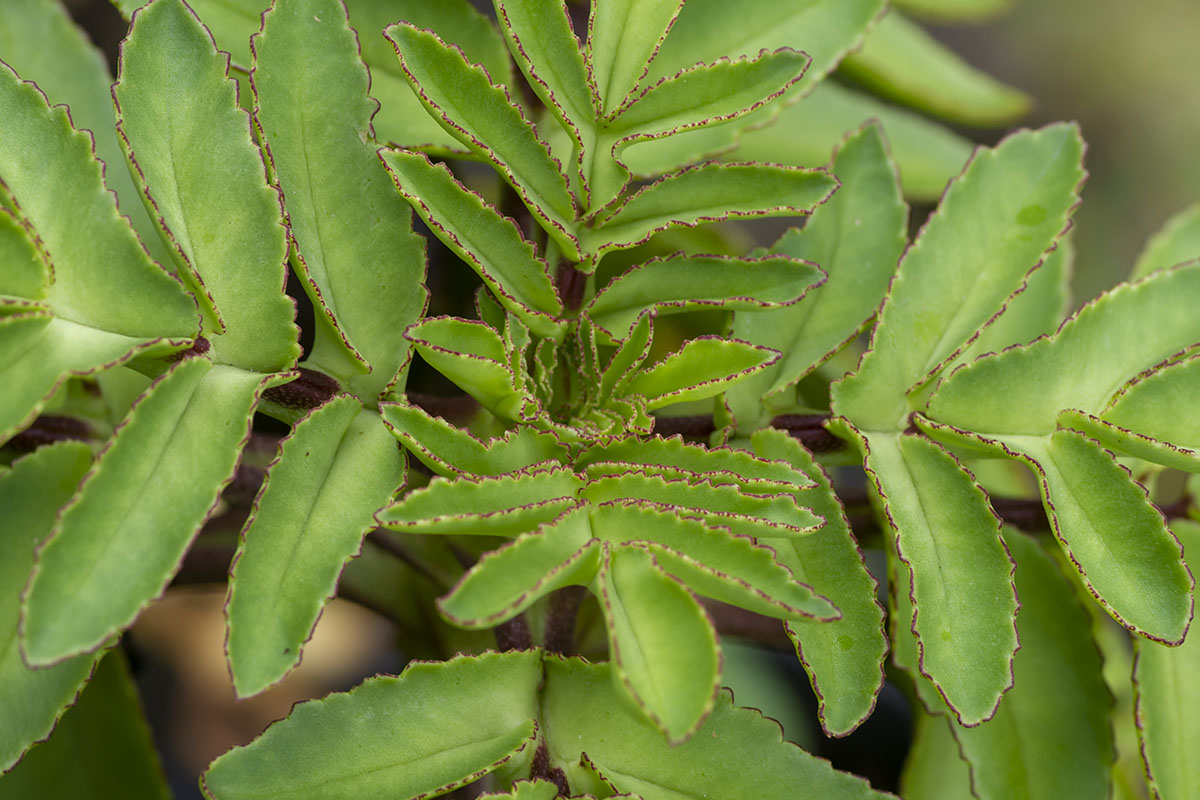Dicas de plantas que não precisam de muita rega - Reprodução Freepik