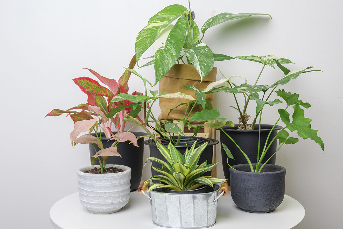 Dicas de plantas que purificam o seu ar - Reprodução Freepik