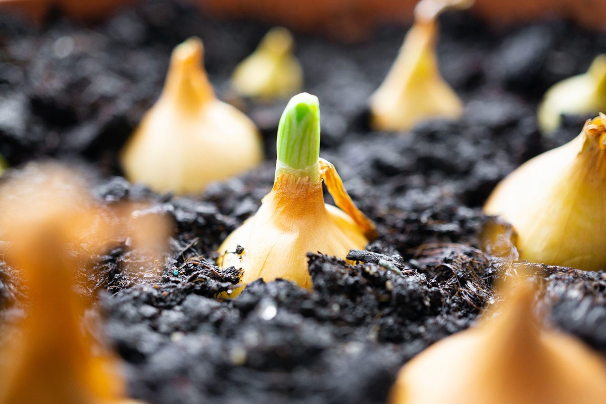 Dicas para desenvolver cebolinha - Reprodução Freepik Dicas para desenvolver cebolinha - Reprodução Freepik