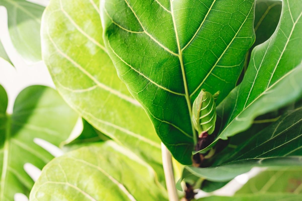 Fiddle Leaf Fig растение