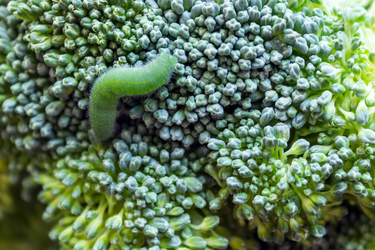 Lagartas - Reprodução Canva