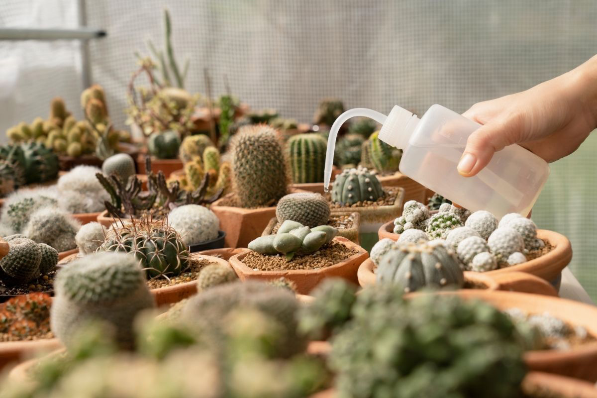 O cacto ficou murcho O que fazer - Reprodução Canva Pró