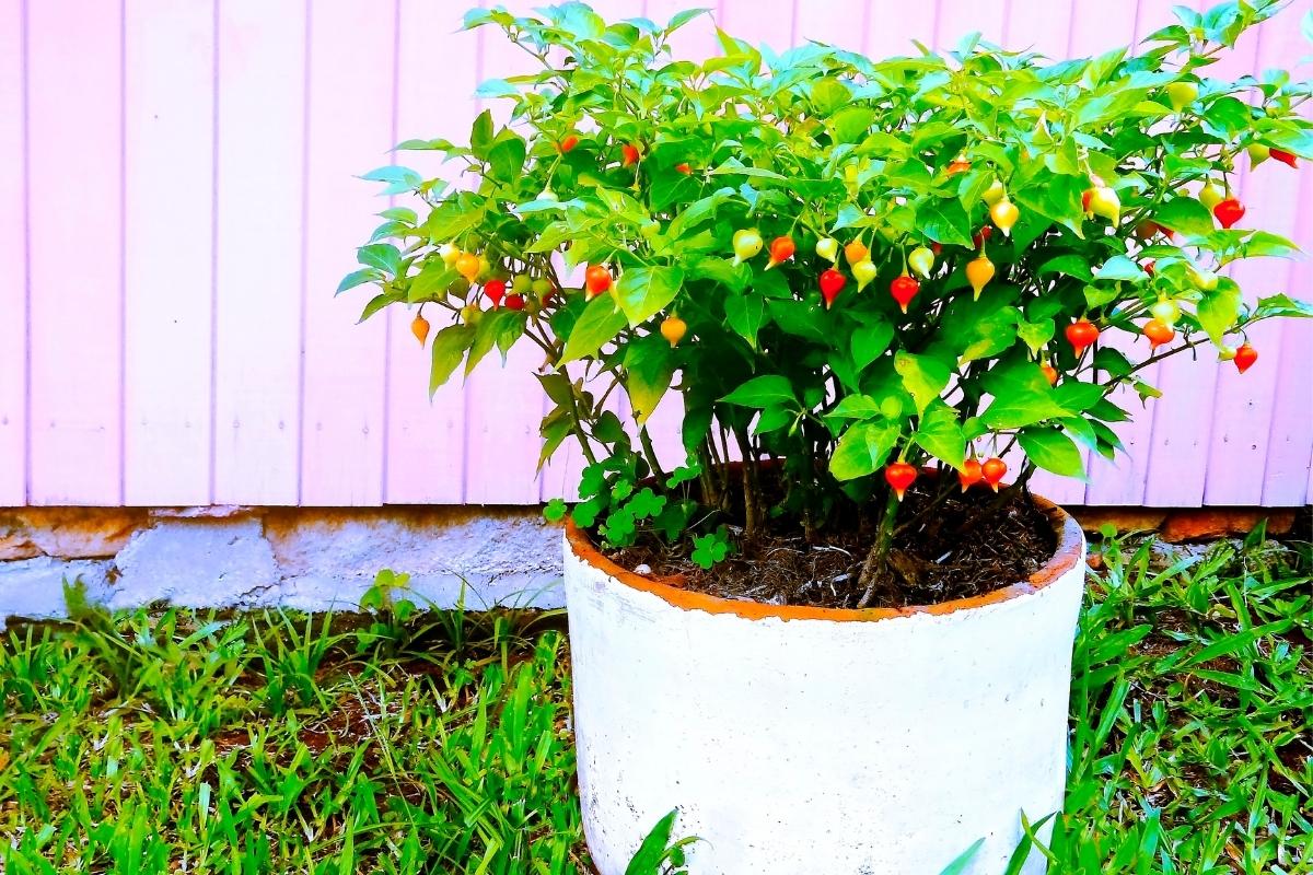 Pimenta biquinho é ícone da cozinha mineira; veja agora mesmo como cultivar