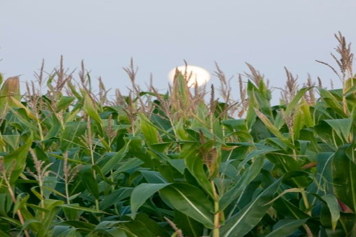 Qual a melhor lua para reformar seu jardim - Reprodução Canva Pró