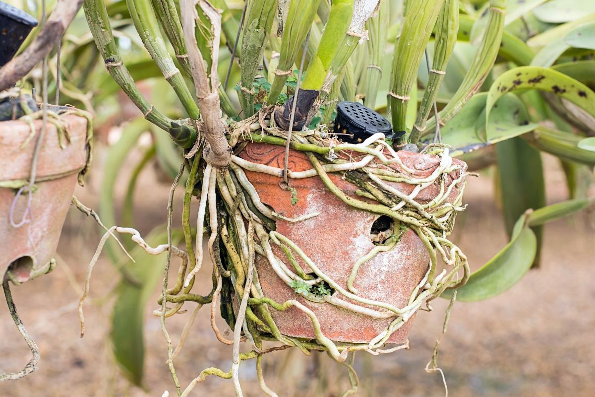 Colocar as orquídeas