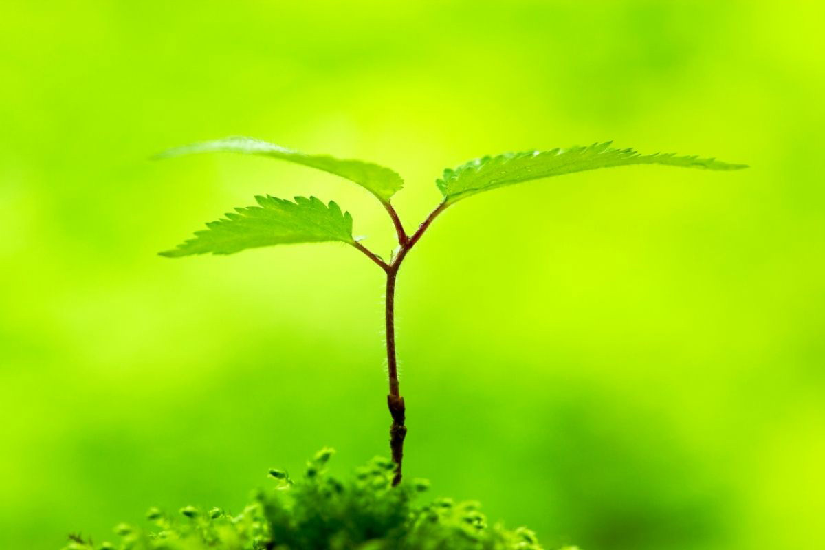 Saiba como fazer mudas de hortênsias muito facilmente - Reprodução Canva Pró