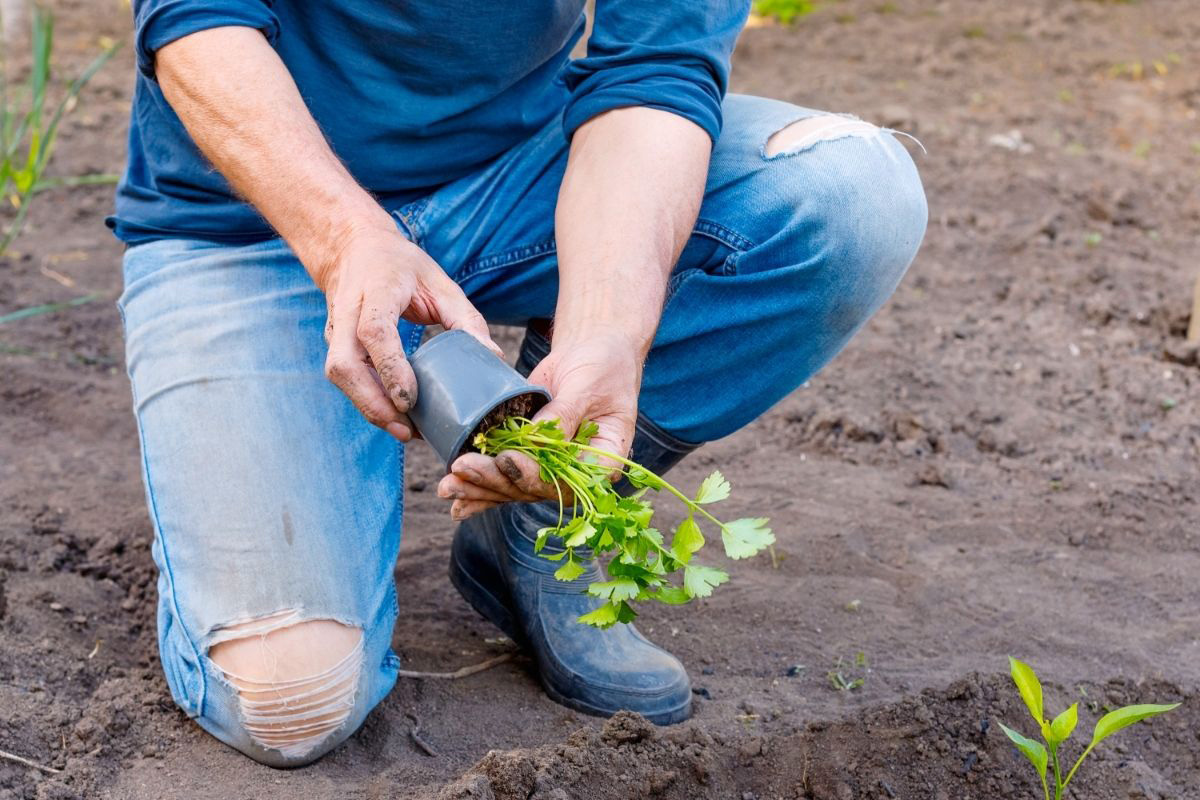 Saiba como fazer mudas de salsinha - Reprodução Canva Pró