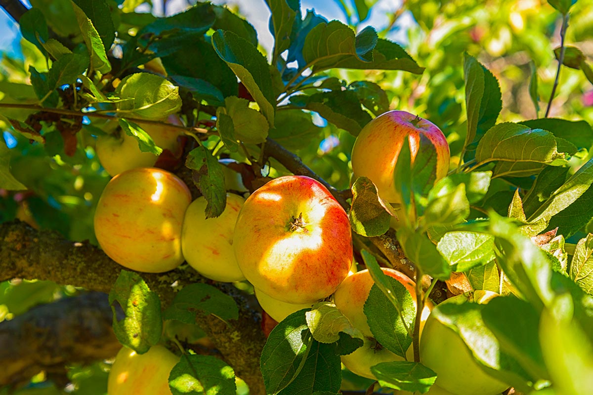 Saiba como fazer para germinar sementes de maçã - reprodução freepik