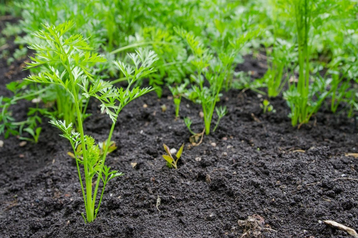 Saiba como fazer um canteiro de cenouras - Reprodução Canva Pró