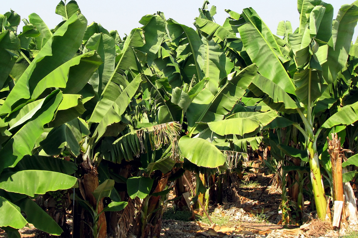 Como ter bananeiras dando frutos o ano inteiro Reprodução Canva Pró
