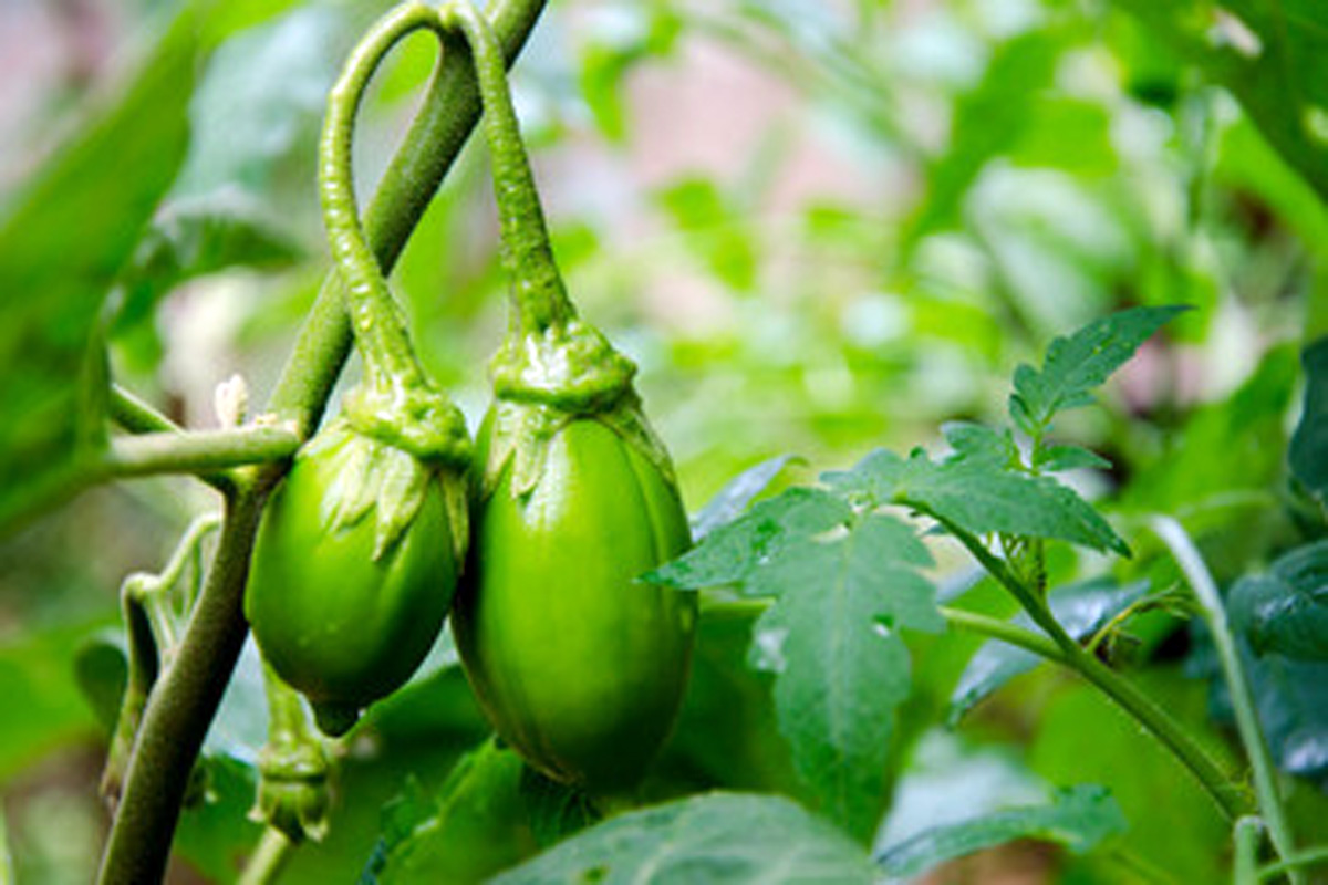 Saiba cultivar o jiló Reprodução Canva Pró