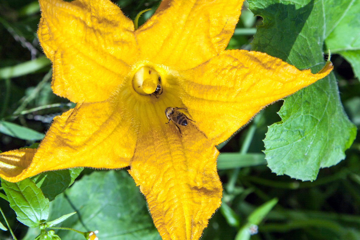 Saiba porque o pé de abóbora não segura os frutos e aprenda a corrigir Reprodução Canva Pró