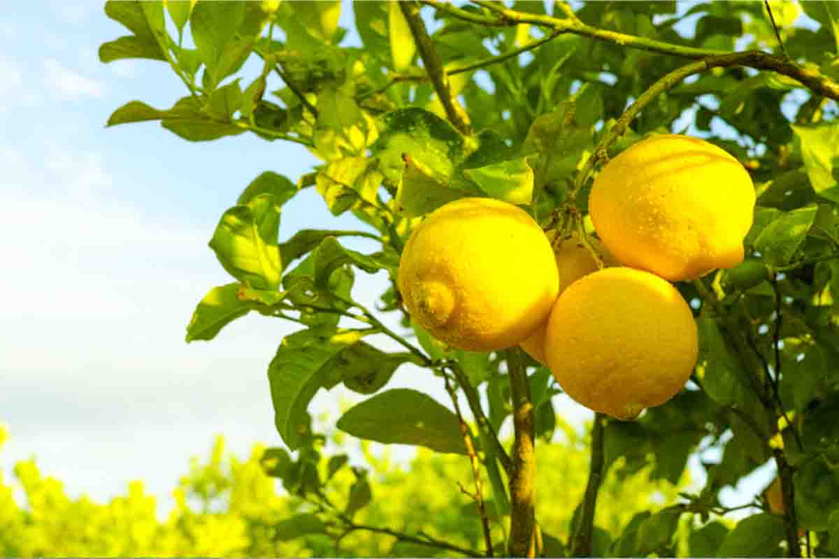 Como enxertar limão siciliano