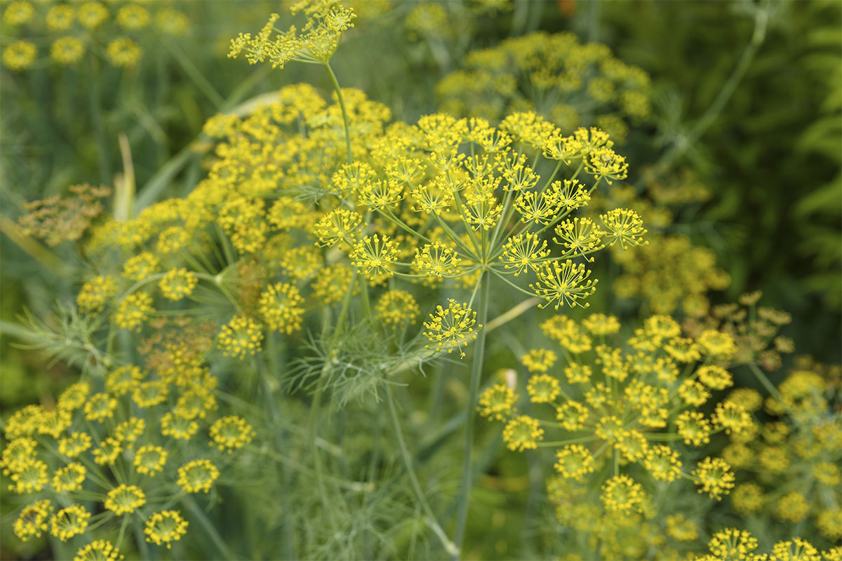 Veja como cultivar endro no vaso - Reprodução Freepik