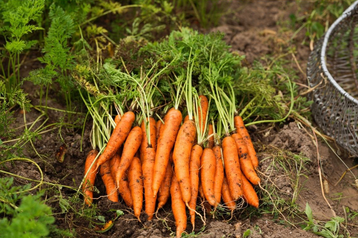 Veja como fazer um canteiro de cenouras - Reprodução Canva Pró