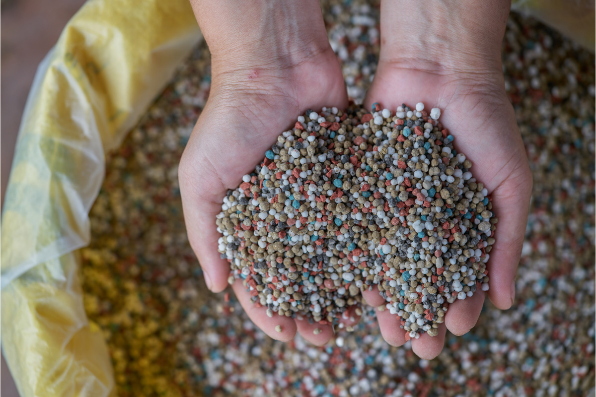 Veja um adubo perfeito para sua rosa do deserto dar sementes Reprodução Canva Pró