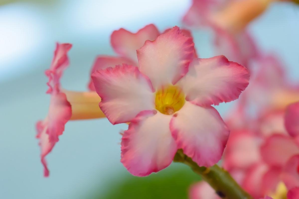 abortamento de botões nas rosas do deserto