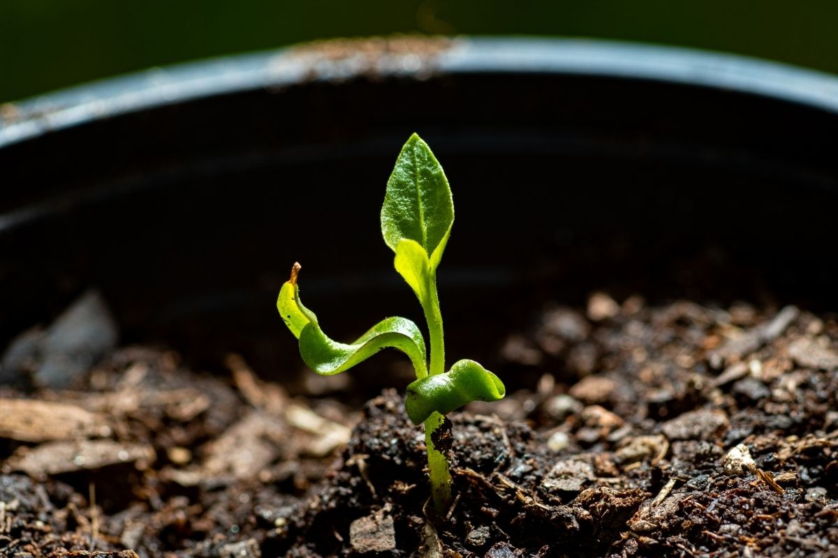 Aprenda A Fazer Um Adubo Caseiro Para Suas Plantas Encherem De Flores