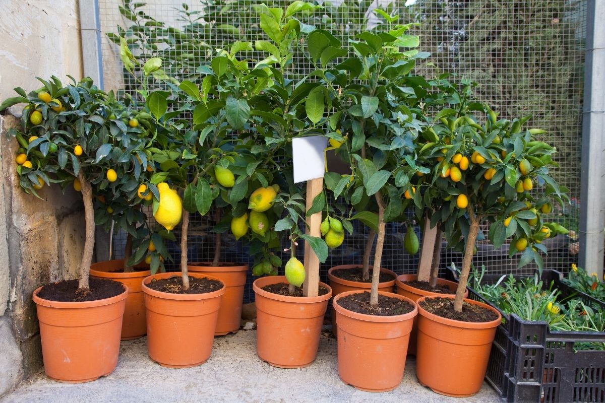 árvores frutíferas no vaso - Reprodução Canva