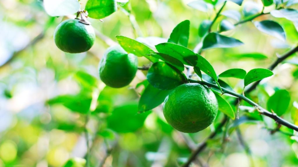 As flores não viram frutos no pé de limão, Foto: Canva Pro.