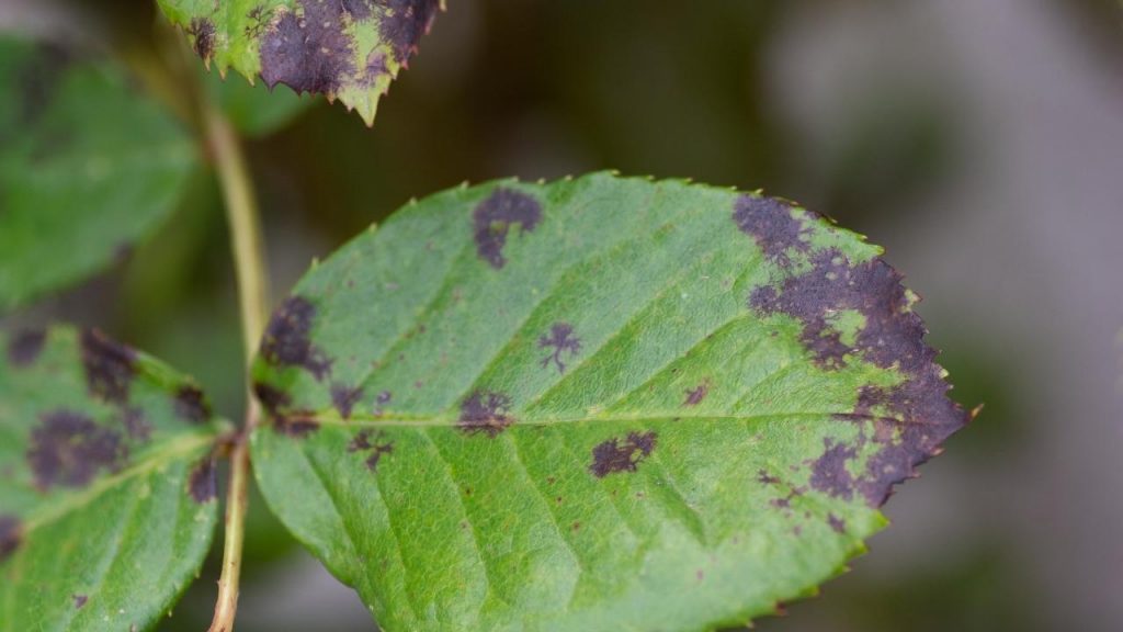 As flores não viram frutos no pé de limão, Foto: Canva Pro.