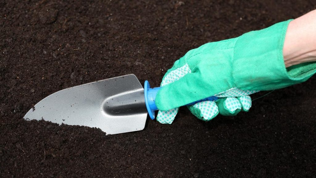 As flores não viram frutos no pé de limão, Foto: Canva Pro.