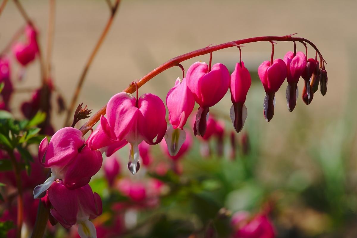 Você ama os beija-flores? Então veja as 8 flores preferidas deles