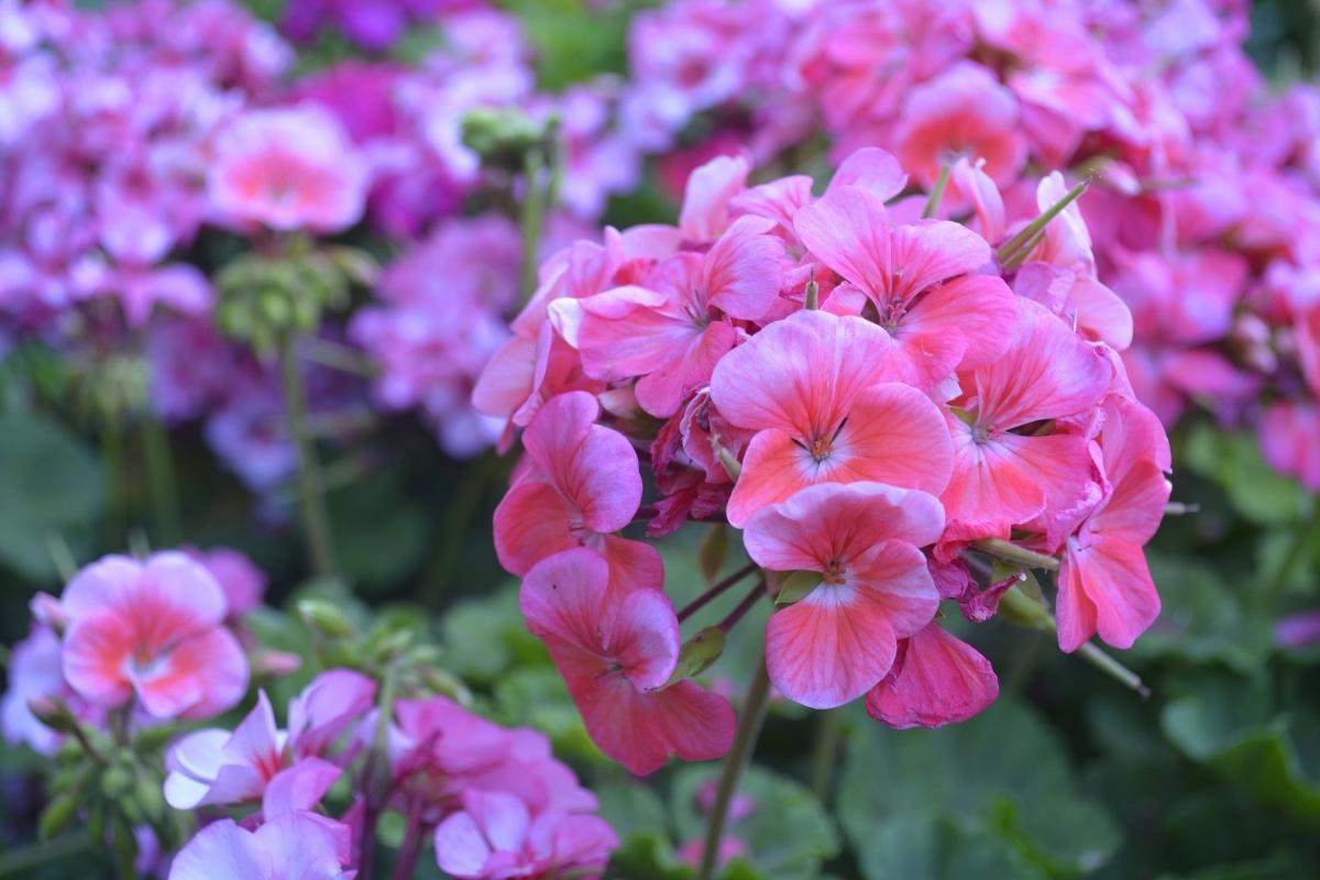 Você ama os beija-flores? Então veja as 8 flores preferidas deles